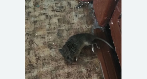 Дезинфекция от мышей в Томске